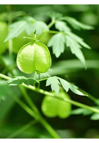 RAUSCH HERZSAMEN 200ml 2 RAUSCH HERZSAMEN 200ml – Bild 2